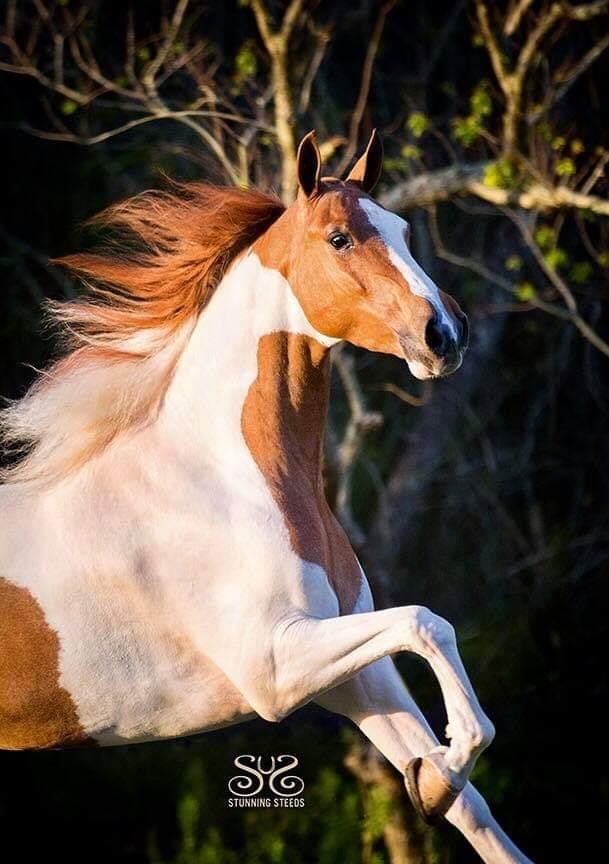 American Saddlebred 📸 Stunning Steeds